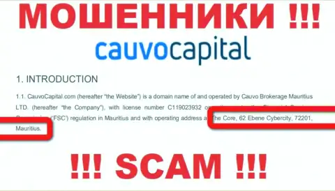 Нереально забрать обратно депозиты у организации Cauvo Capital - они отсиживаются в офшорной зоне по адресу The Core, 62 Ebene Cybercity, 72201, Mauritius